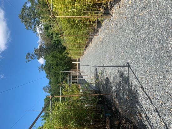 Expanded Bamboo Nursery Project